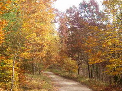 Gospodarstwo agroturystyczne - jesienna droga przez las.